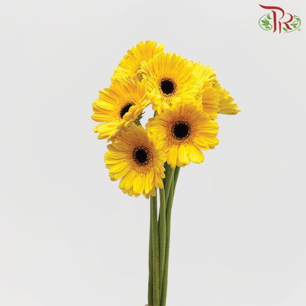 Gerbera - Yellow (9-10 Stems)-Malaysia-prflorist.com.my