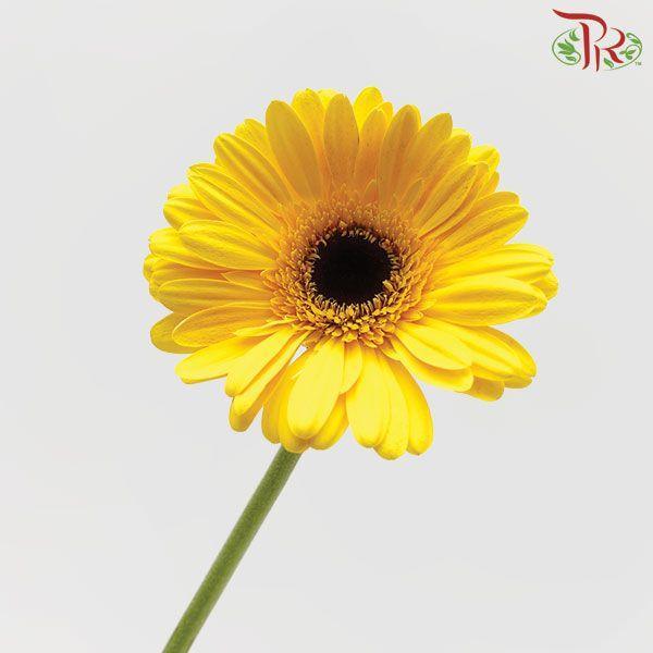 Gerbera - Yellow (9-10 Stems)-Malaysia-prflorist.com.my