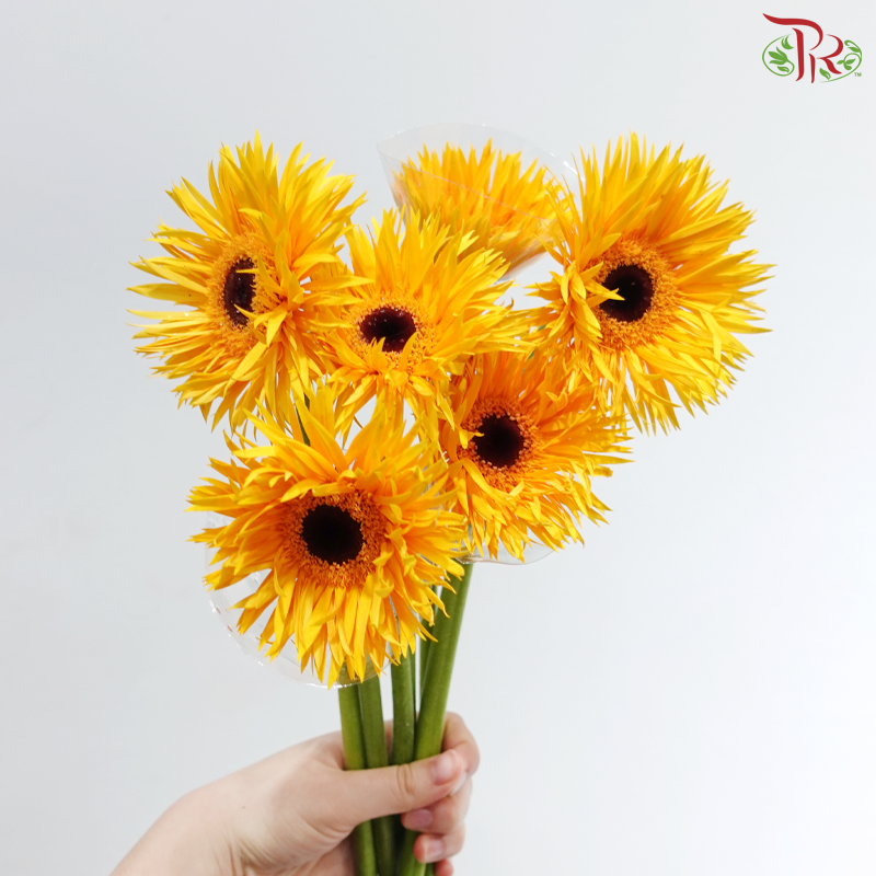 Gerbera Pasta - Sunny Yellow (9-10 Stems)