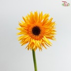 Gerbera Pasta - Sunny Yellow (9-10 Stems)