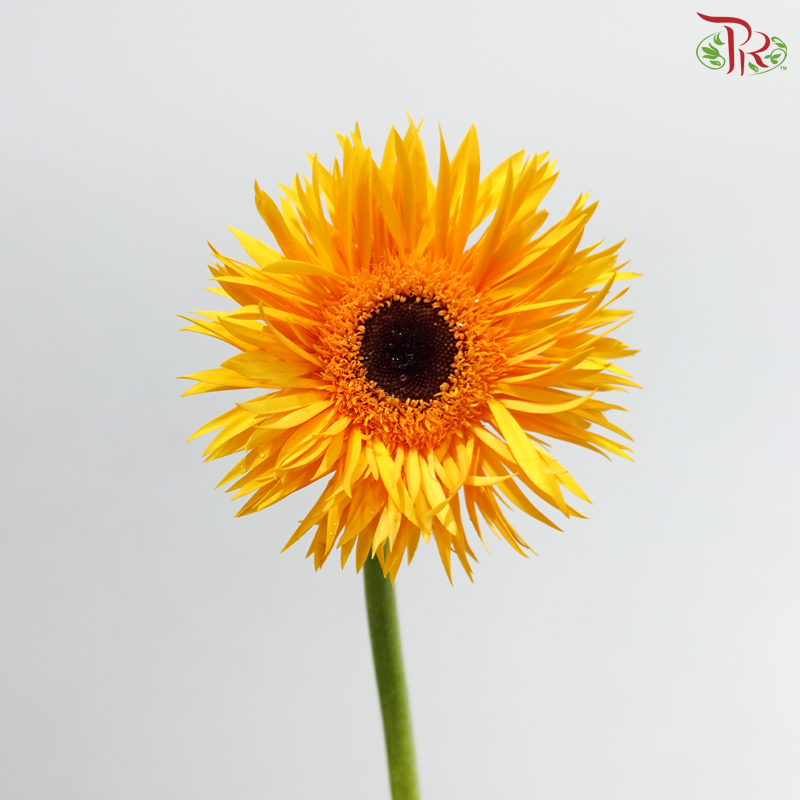 Gerbera Pasta - Sunny Yellow (9-10 Stems)