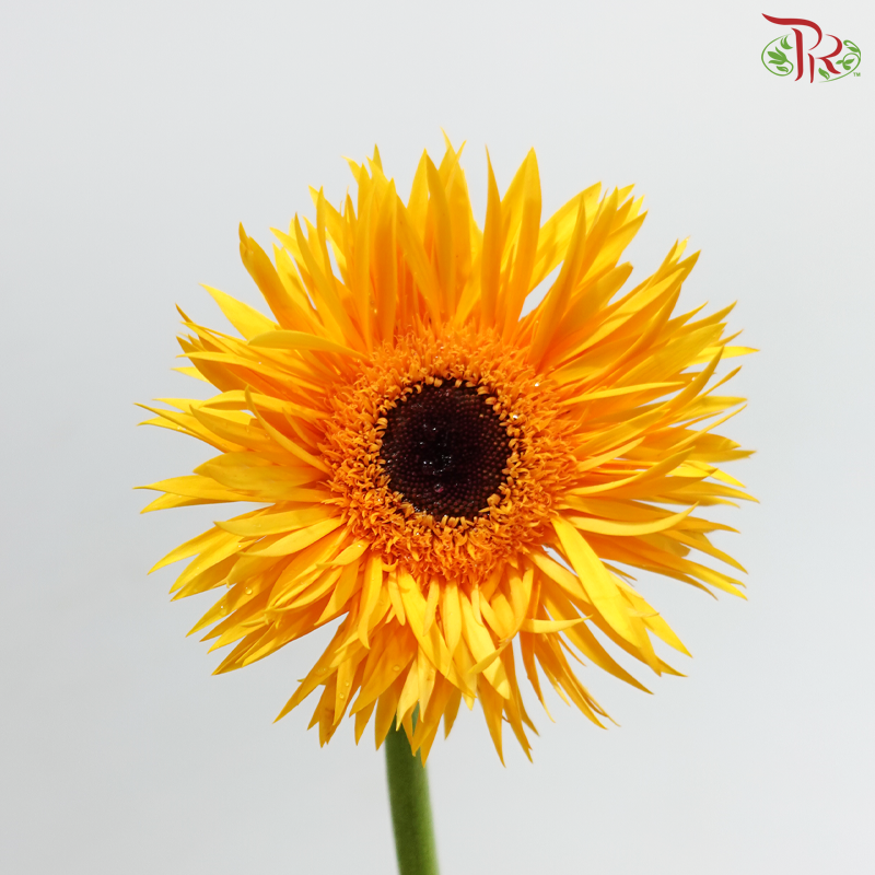 Gerbera Pasta - Sunny Yellow (9-10 Stems)