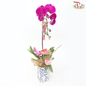 Gift Series - Premium Phalaenopsis Orchid in Qing Hua Ci Pot (With Option of Pot Printed Floral Design) & (Random Choose Orchid Colour)-Gao Lian Pot-Pudu Ria Florist-prflorist.com.my