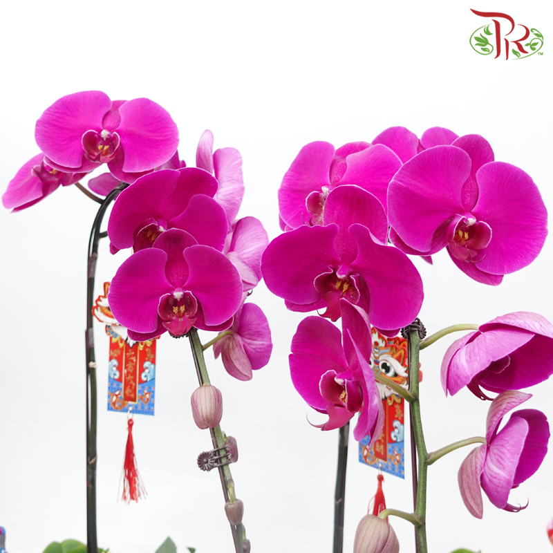 Gift Series - Premium Phalaenopsis Orchid in Qing Hua Ci Pot (With Option of Pot Printed Floral Design) & (Random Choose Orchid Colour)-Pudu Ria Florist-prflorist.com.my