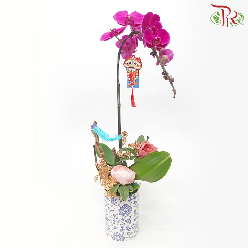 Gift Series - Premium Phalaenopsis Orchid in Qing Hua Ci Pot (With Option of Pot Printed Floral Design) & (Random Choose Orchid Colour)-Tai Yang Hua Pot-Pudu Ria Florist-prflorist.com.my