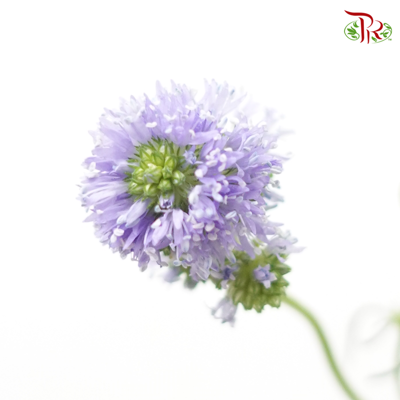Gilia - Lilac (Per Bunch)-Lilac-China-prflorist.com.my