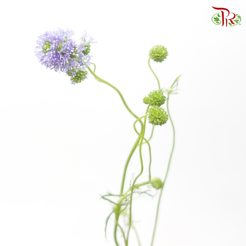 Gilia - Lilac (Per Bunch)-Lilac-China-prflorist.com.my