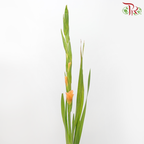 Gladiolus - Blazing Orange (10 Stems)-Blazing Orange-China-prflorist.com.my