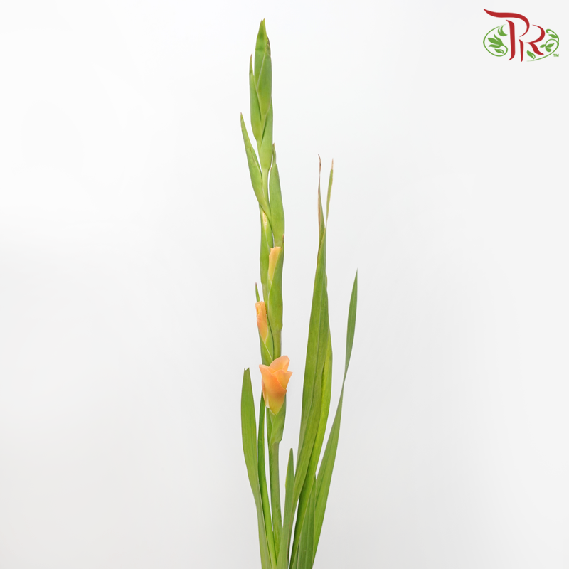 Gladiolus - Blazing Orange (10 Stems)-Blazing Orange-China-prflorist.com.my