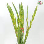 Gladiolus - Coral Pink (9-10 Stems)-Coral Pink-China-prflorist.com.my