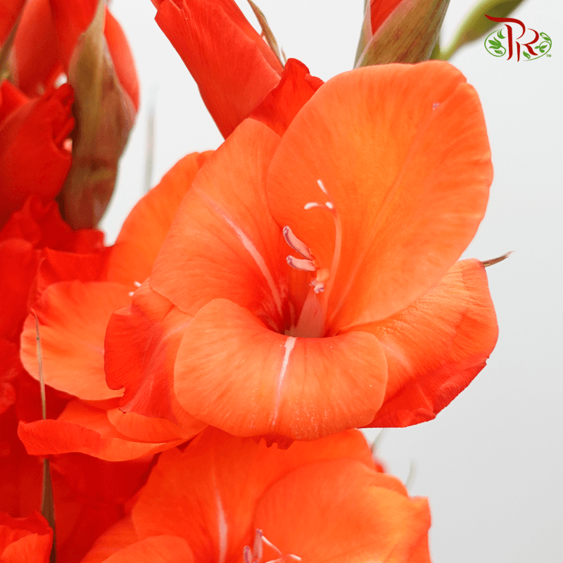 Gladiolus - Dark Orange (5 Stems)-Orange-Import-prflorist.com.my