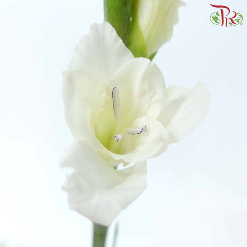 Gladiolus - Light Yellowish Cream (10 Stems)-Light Yellow-China-prflorist.com.my