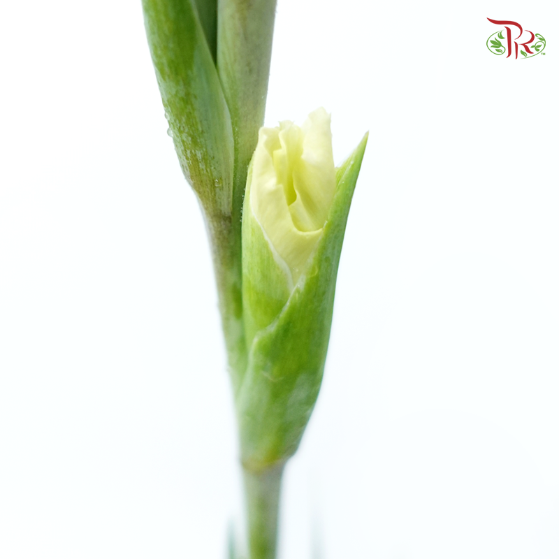 Gladiolus - Light Yellowish Cream (10 Stems)-Light Yellow-China-prflorist.com.my