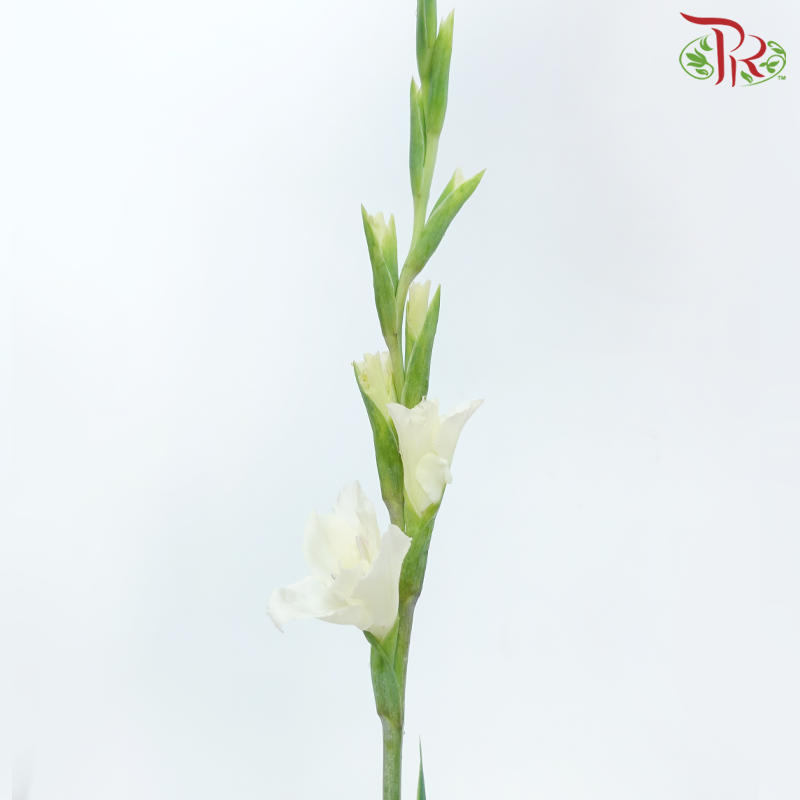 Gladiolus - Light Yellowish Cream (10 Stems)-Light Yellow-China-prflorist.com.my