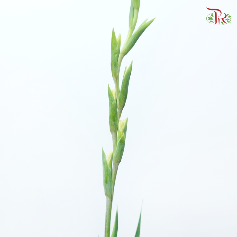 Gladiolus - Light Yellowish Cream (10 Stems)-Light Yellow-China-prflorist.com.my