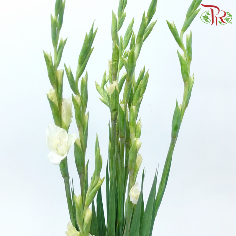 Gladiolus - Light Yellowish Cream (10 Stems)-Light Yellow-China-prflorist.com.my