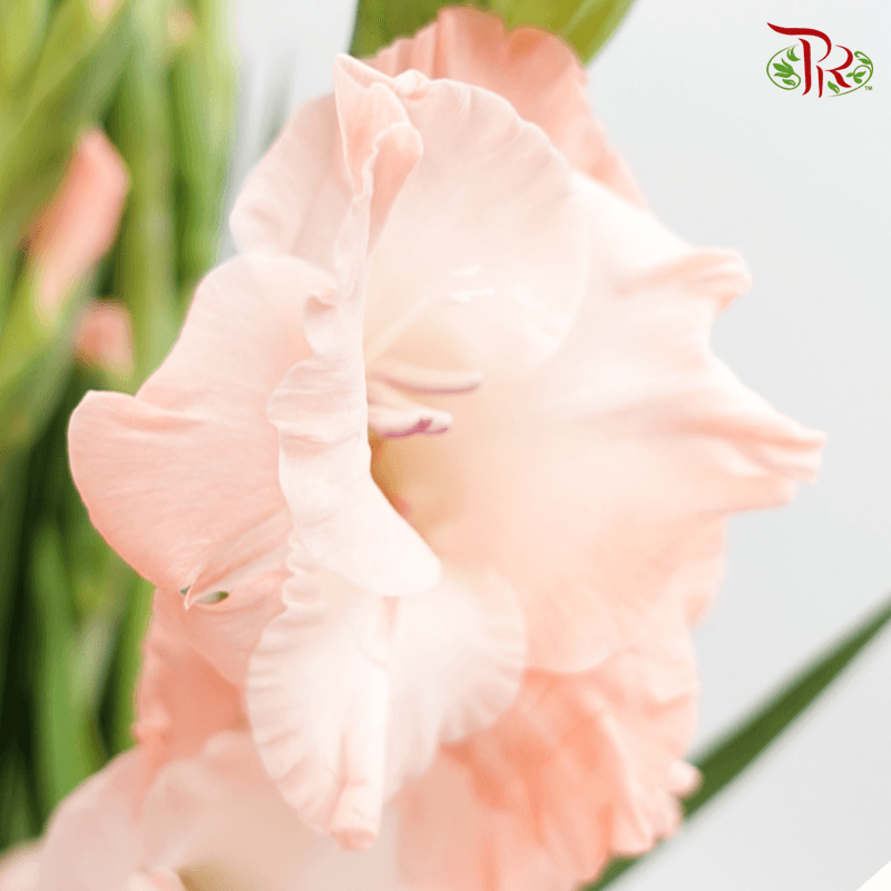 Gladiolus - Peach (9-10 Stems)-China-prflorist.com.my