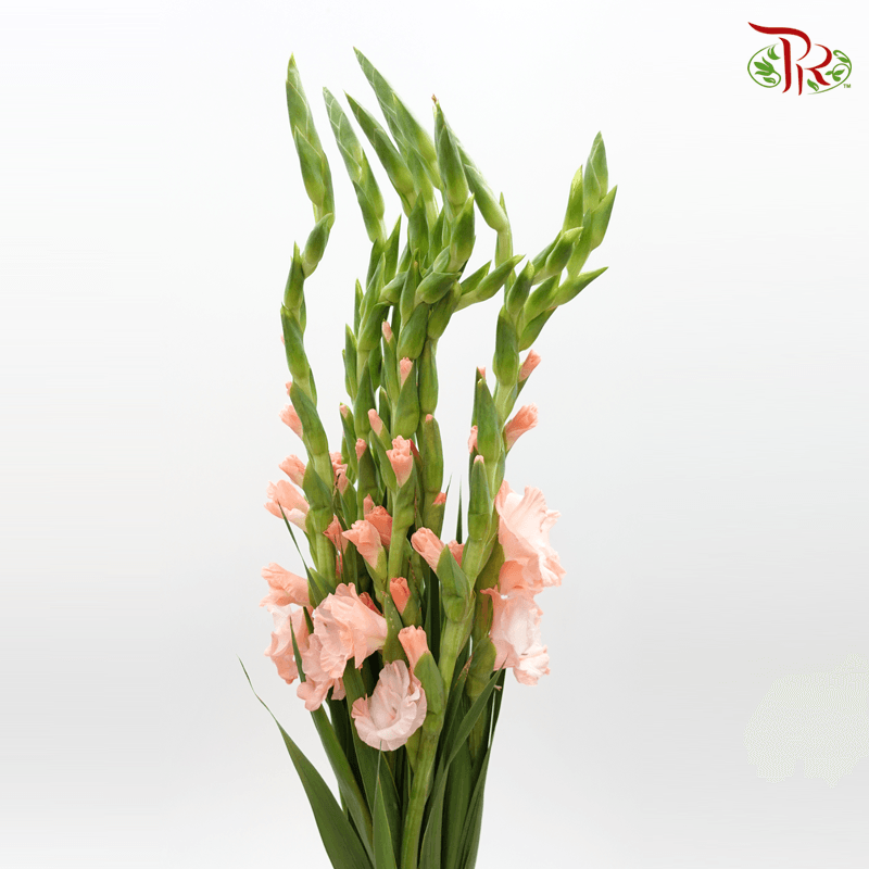 Gladiolus - Peach (9-10 Stems)-China-prflorist.com.my