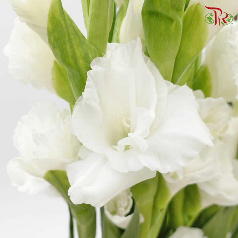 Gladiolus - White (9-10 Stems)-White-China-prflorist.com.my