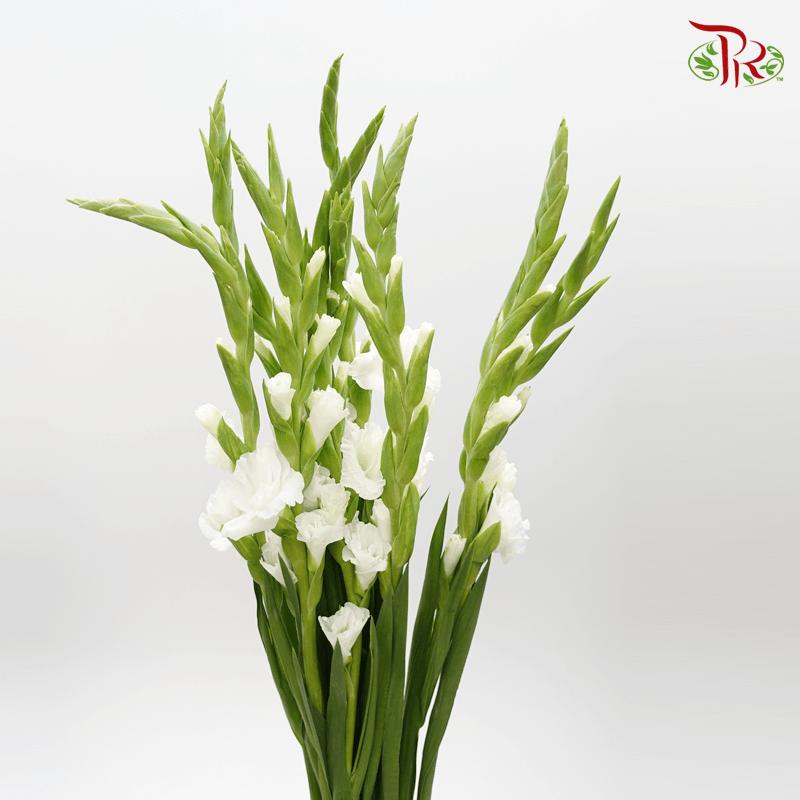 Gladiolus - White (9-10 Stems)-White-China-prflorist.com.my