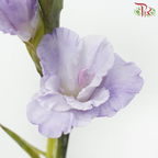 Gladiolus - Wisteria Lilac (9-10 Stems)-Lilac-China-prflorist.com.my