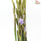 Gladiolus - Wisteria Lilac (9-10 Stems)-Lilac-China-prflorist.com.my