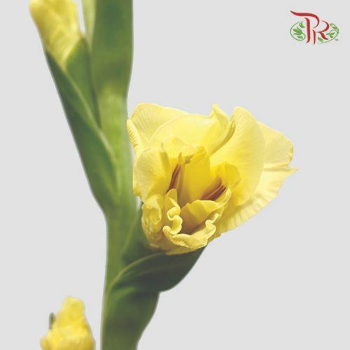 Gladiolus - Yellow (9-10 Stems)-Yellow-China-prflorist.com.my