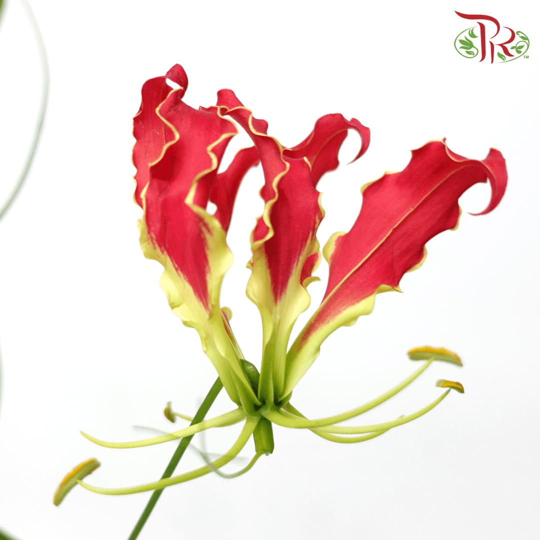 Gloriosa - Red (2 Stems)-Red-Japan-prflorist.com.my