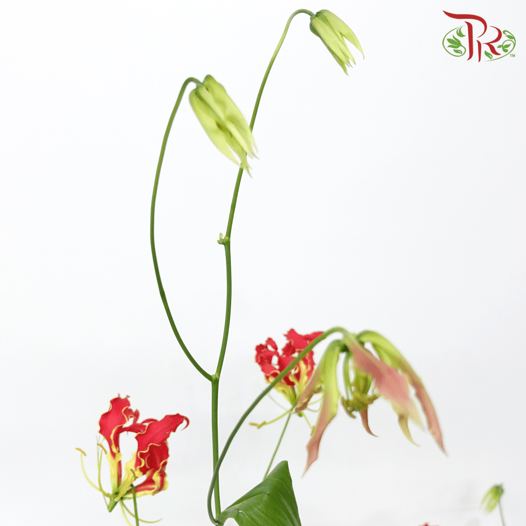 Gloriosa - Red (2 Stems)-Red-Japan-prflorist.com.my