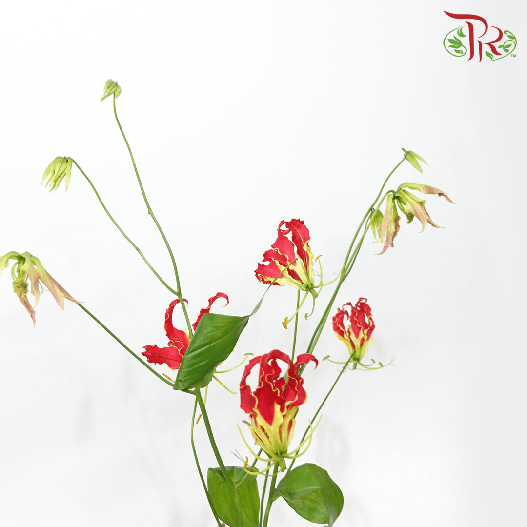 Gloriosa - Red (2 Stems)-Red-Japan-prflorist.com.my
