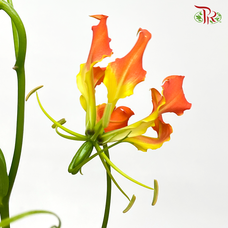Gloriosa - Tangerine (2 Stems)-Japan-prflorist.com.my