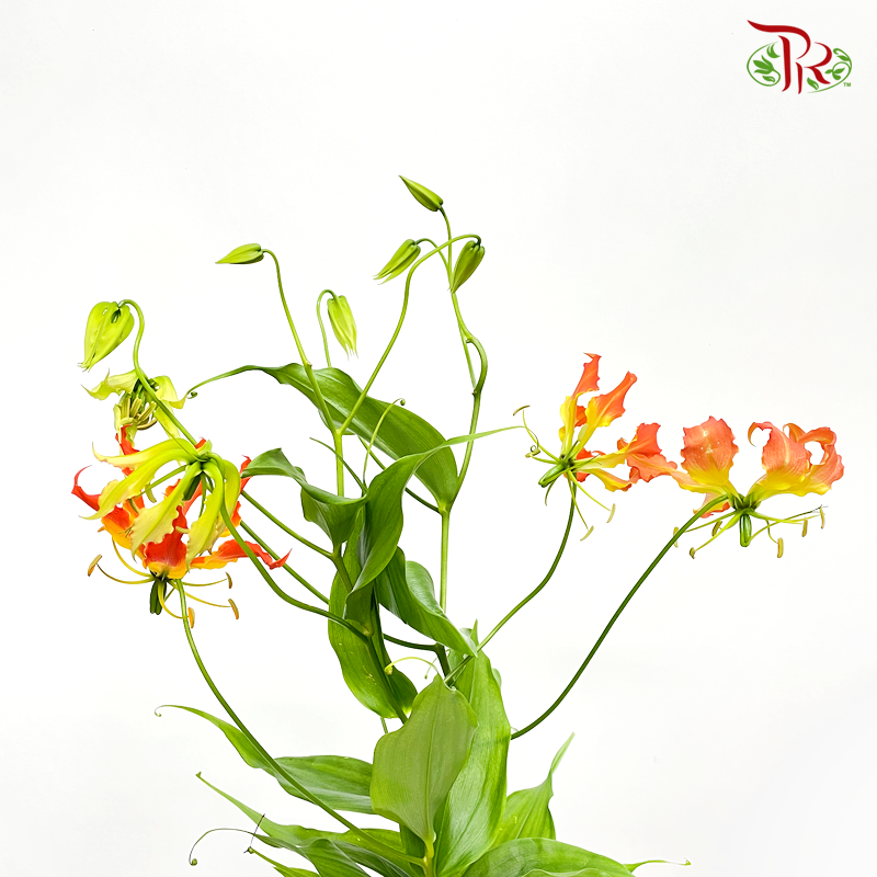 Gloriosa - Tangerine (2 Stems)-Japan-prflorist.com.my