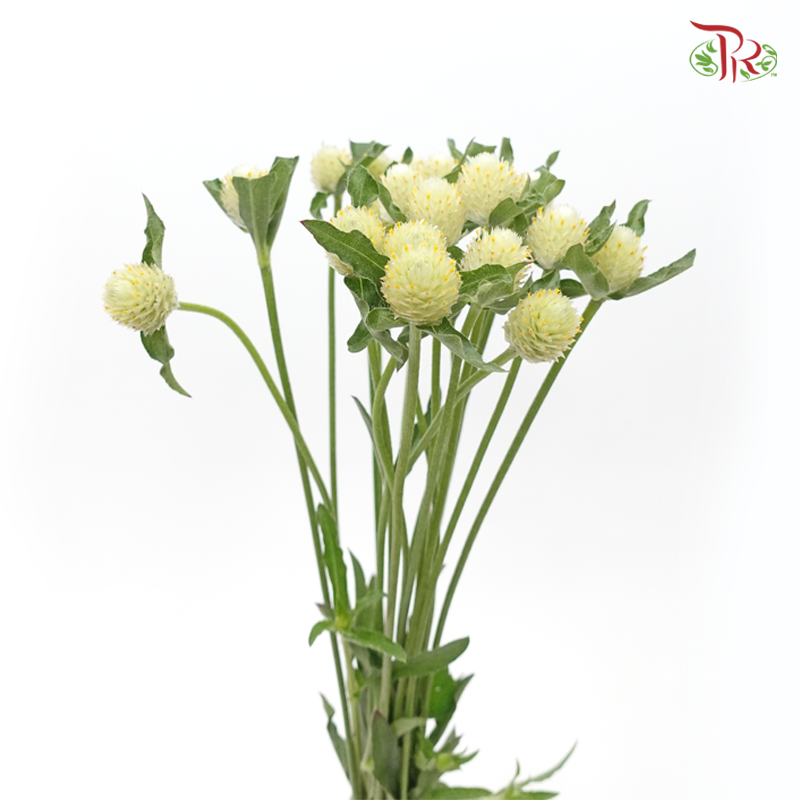 Gomphrena - Light Green (Per Bunch)-White-China-prflorist.com.my