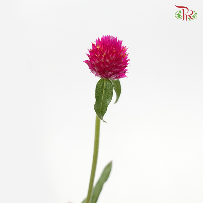 Gomphrena - Purple CP (Per Bunch)-Purple-China-prflorist.com.my