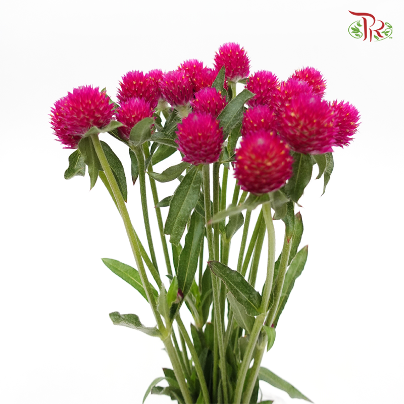 Gomphrena - Purple CP (Per Bunch)-Purple-China-prflorist.com.my