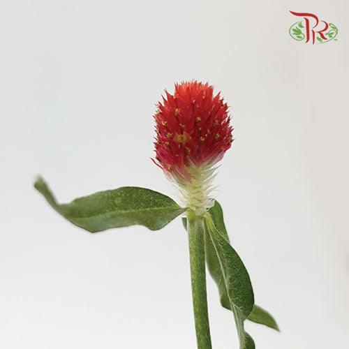 Gomphrena Strawberry - (10 Stems) ***Small-Red-Import-prflorist.com.my