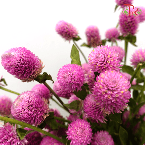 Gomphrena Thousand Day - Pink (Per Bunch)-Pink-China-prflorist.com.my