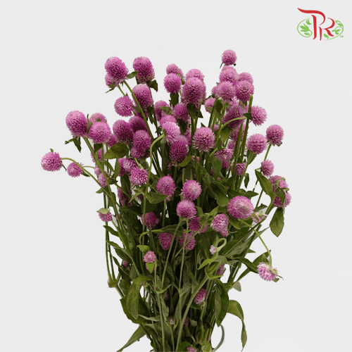 Gomphrena Thousand Day - Pink (Per Bunch)-Pink-China-prflorist.com.my