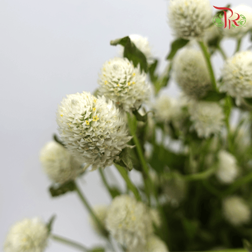 Gomphrena Thousand Day - White (Per Bunch)-White-China-prflorist.com.my