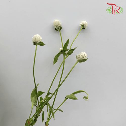 Gomphrena Thousand Day - White (Per Bunch)-White-China-prflorist.com.my