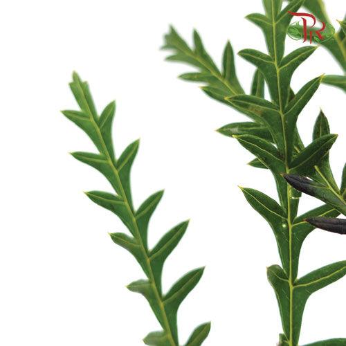 Grevillea - (10 Stems)-Green-Africa-prflorist.com.my