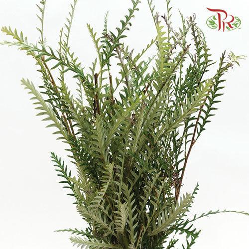Grevillea - (10 Stems)-Green-Africa-prflorist.com.my