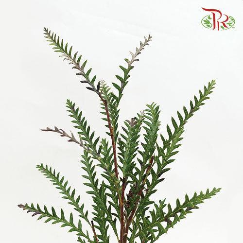 Grevillea - (10 Stems)-Green-Africa-prflorist.com.my