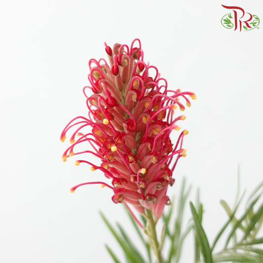 Grevillea Flower - Cherry Pink (Per Bunch)-Pink-China-prflorist.com.my