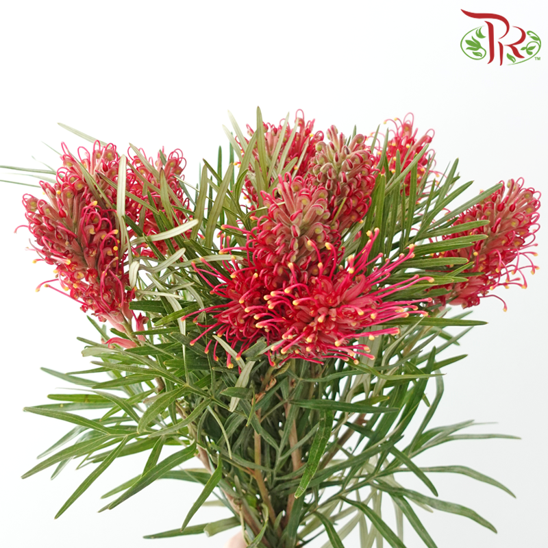 Grevillea Flower - Cherry Pink (Per Bunch)-Pink-China-prflorist.com.my