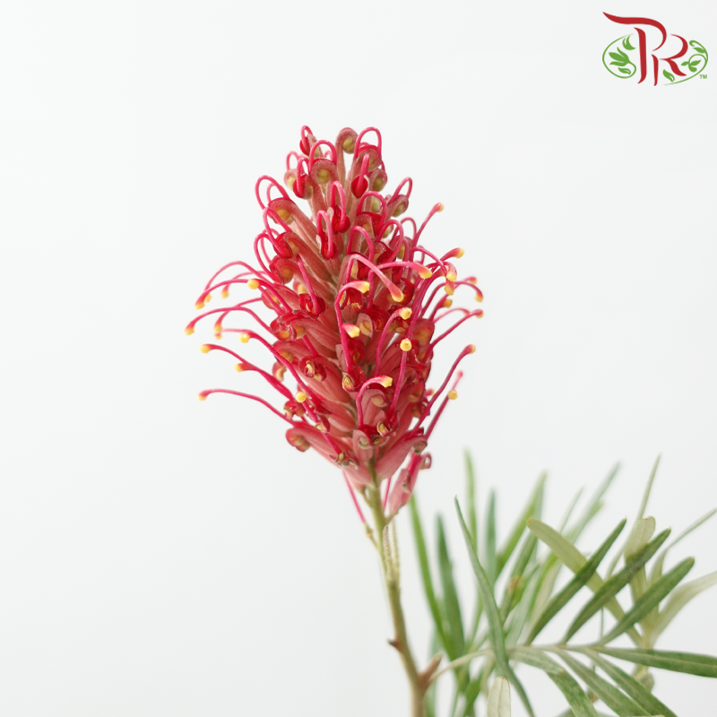 Grevillea Flower - Cherry Pink (Per Bunch)-Pink-China-prflorist.com.my