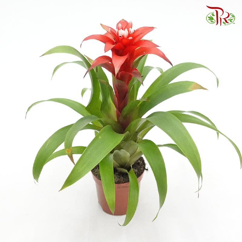 Guzmania- Red 《星花凤梨花》-Pudu Ria Florist-prflorist.com.my