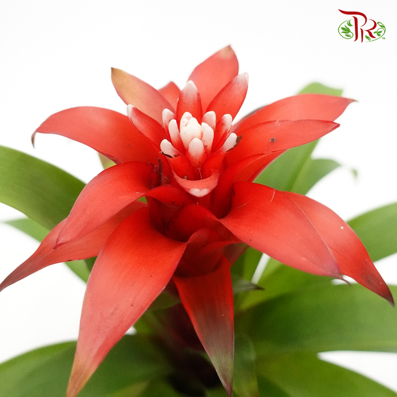 Guzmania- Red 《星花凤梨花》-Pudu Ria Florist-prflorist.com.my