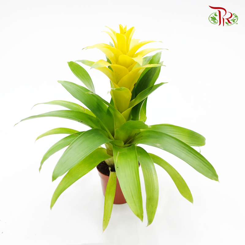 Guzmania Yellow《星花凤梨花》-Pudu Ria Florist-prflorist.com.my
