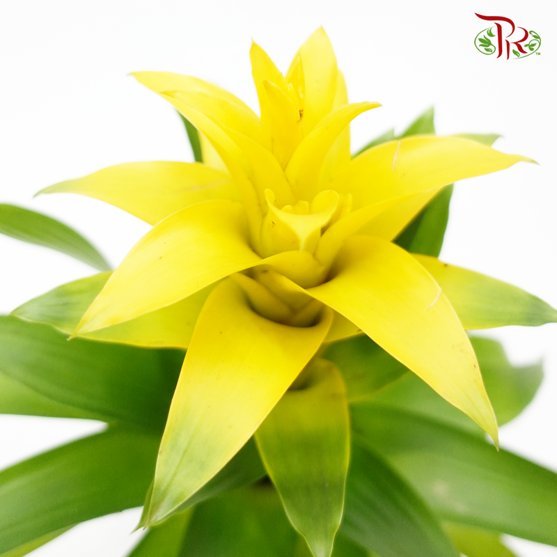 Guzmania Yellow《星花凤梨花》-Pudu Ria Florist-prflorist.com.my
